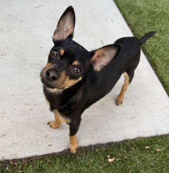 Chihuahua Dogs Available for Adoption - Riot | PetCurious