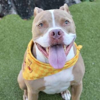 Rescue Mixed Breed Dogs for Adoption in Largo, Florida - Tyson | PetCurious