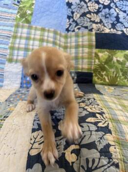 Freya -  Chihuahua and Spaniel Dog for Adoption - Freya | PetCurious