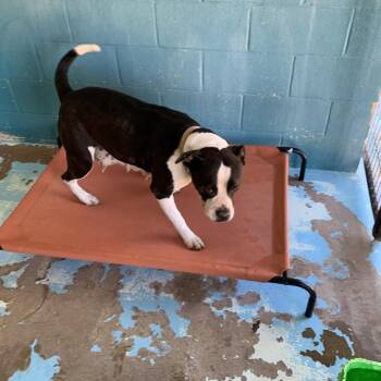 American Bulldog Dogs Available for Adoption in Hearne, Texas - Thomasaina | PetCurious