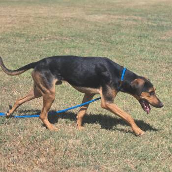 Tanjiro -  Mixed Breed Dog for Adoption in Pauls Valley, Oklahoma - Tanjiro | PetCurious
