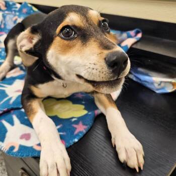 Monroe (Emmy) -  Terrier and Poodle Dog for Adoption in Madisonville, Tennessee - Monroe (Emmy) | PetCurious