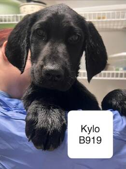 Goldendoodle and Pointer Dogs Available for Adoption - Kylo | PetCurious