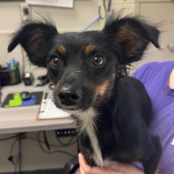 Tammy or Tom -  Mixed Breed Dog for Adoption in Columbiana, Alabama - Tammy Or Tom | PetCurious