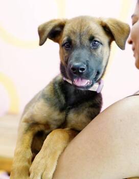 Meadow -  Shepherd Dog for Adoption in Pasadena, California - Meadow | PetCurious