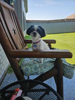 Skittles -  Shih Tzu Dog for Adoption in Garland, Texas - Skittles | PetCurious