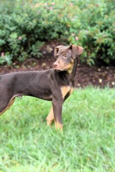 Drake -  Doberman Pinscher Dog for Adoption in Monroe, North Carolina - Drake | PetCurious