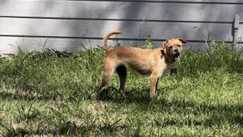 Terrier Dogs Available for Adoption - Annabelle | PetCurious