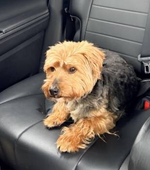 Yorkshire Terrier Dogs Available for Adoption - Chewy | PetCurious