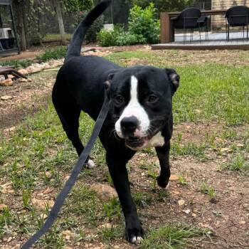 Pit Bull Terrier Dogs Available for Adoption in Austin, Texas - Merlot | PetCurious