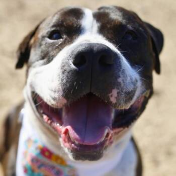 BUCK -  American Bulldog and Plott Hound Dog for Adoption in San Antonio, Texas - BUCK | PetCurious