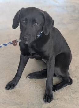 Cher -  Mixed Breed Dog for Adoption in Morristown, New Jersey - Cher | PetCurious
