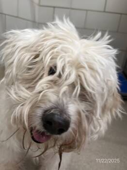 Rescue Poodle and Maltese Dogs for Adoption in North Richland Hills, Texas - Snowbelle | PetCurious