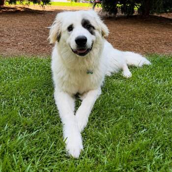 Jebarri -  Great Pyrenees Dog for Adoption in Roswell, Georgia - Jebarri | PetCurious