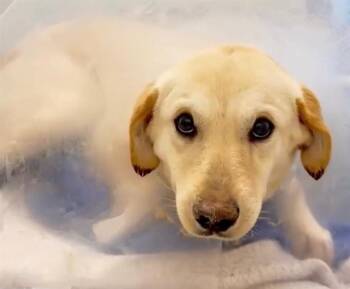 Labrador Retriever Dogs Available for Adoption - BRULEE | PetCurious