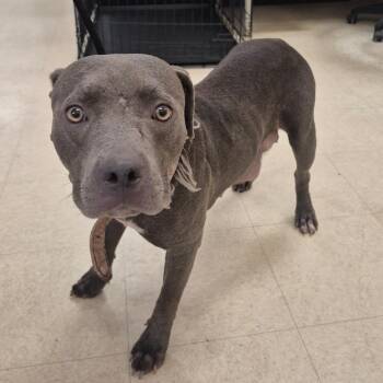 SCFL-Stray-67018 -  Mixed Breed Dog for Adoption in Lake Panasoffkee, Florida - SCFL-Stray-67018 | PetCurious
