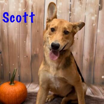 Scott -  Shepherd Dog for Adoption in Albany, New York - Scott | PetCurious