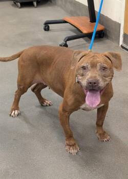 Pit Bull Terrier Dogs Available for Adoption - ADELE | PetCurious