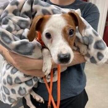 YORK-Stray-16173 -  Jack Russell Terrier and Mixed Breed Dog for Adoption in York, Pennsylvania - YORK-Stray-16173 | PetCurious
