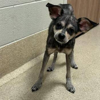 Annie -  Terrier and Mixed Breed Dog for Adoption in Bristol, Indiana - Annie | PetCurious