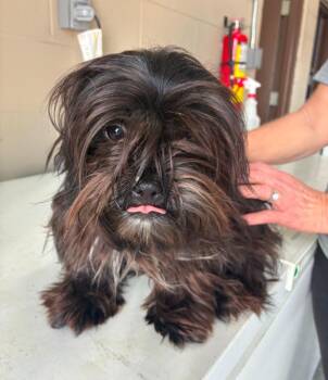 Shih Tzu and Mixed Breed Dogs Available for Adoption - Abbi Cadabbi | PetCurious