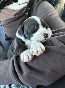 Mixed Breed Dogs Available for Adoption in Conway, South Carolina - Frankie- Tiny, Tough & Full Of Love! | PetCurious