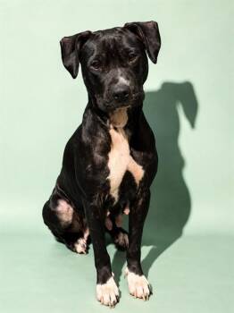 LISA FRANK -  Mixed Breed Dog for Adoption in Jacksonville, Florida - LISA FRANK | PetCurious