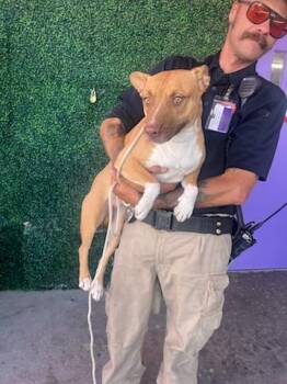 61147644 -  Pit Bull Terrier and Mixed Breed Dog for Adoption in El Paso, Texas - 61147644 | PetCurious