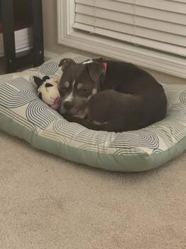 Lovey Dovey- IN FOSTER -  Mixed Breed Dog for Adoption in Chamblee, Georgia - Lovey Dovey- IN FOSTER | PetCurious