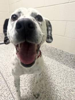 Mixed Breed Dogs Available for Adoption in Fairfax, Virginia - Star | PetCurious