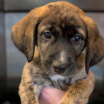 Mixed Breed Dogs Available for Adoption - Radish | PetCurious