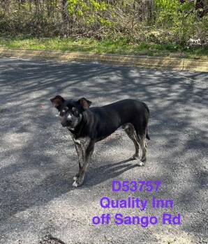 Mixed Breed Dogs Available for Adoption in Clarksville, Tennessee - Motel | PetCurious