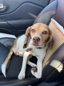 Mae -  Beagle Dog for Adoption in Tulsa, Oklahoma - Mae | PetCurious