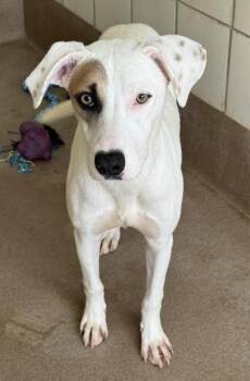 Lupita -  Terrier and Shepherd Dog for Adoption in San Antonio, Texas - Lupita | PetCurious