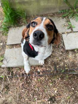 Beagle Dogs Available for Adoption in Manchester, New Hampshire - Waitress In NH! Come Meet Our Adoptable Dogs Wednesday-Saturday. | PetCurious