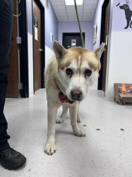 Rescue Siberian Husky Dogs for Adoption in Omaha, Nebraska - Barbaro | PetCurious