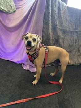 Mookie -  Pug and Beagle Dog for Adoption in Schenectady, New York - Mookie | PetCurious