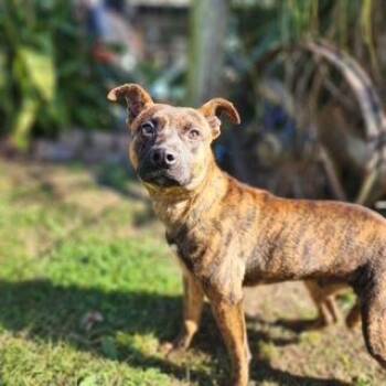 Rescue Mountain Cur and Plott Hound Dogs for Adoption in Manhasset, New York - Bowie | PetCurious