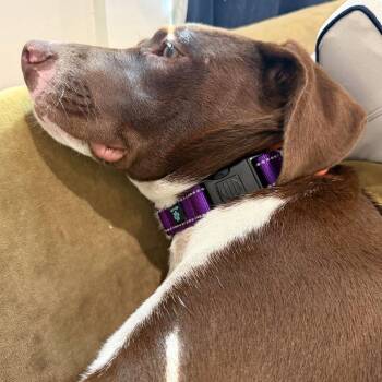 Fudgey -  Pit Bull Terrier Dog for Adoption in Oakland, California - Fudgey | PetCurious