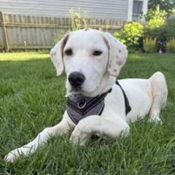 Poppy -  Mixed Breed Dog for Adoption in Riverwoods, Illinois - Poppy | PetCurious