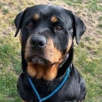 Rescue Rottweiler Dogs for Adoption in Redmond, Washington - Juno | PetCurious