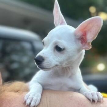 Aniseed -  Chihuahua Dog for Adoption in Houston, Texas - Aniseed | PetCurious