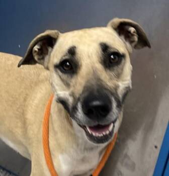Mammacita -  Black Mouth Cur Dog for Adoption in Golden, Colorado - Mammacita | PetCurious
