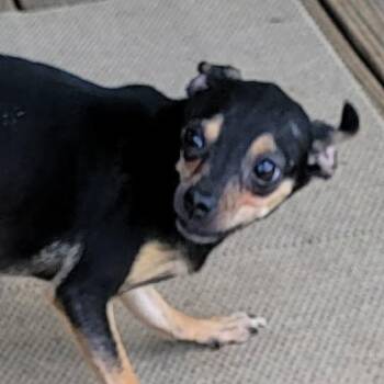 Chihuahua Dogs Available for Adoption in Van Alstyne, Texas - Gloria | PetCurious
