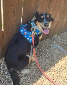 Eliza -  Mixed Breed Dog for Adoption in Canon City, Colorado - Eliza | PetCurious