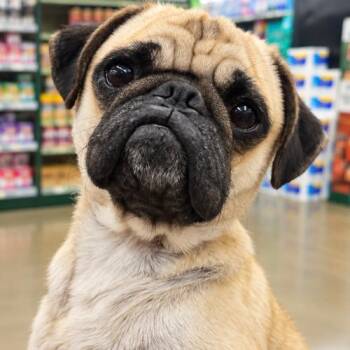 Carson -  Pug Dog for Adoption in Seattle, Washington - Carson | PetCurious