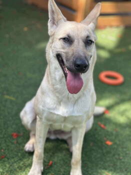 Rescue White German Shepherd and Husky Dogs for Adoption in Pompano Beach, Florida - Willow | PetCurious