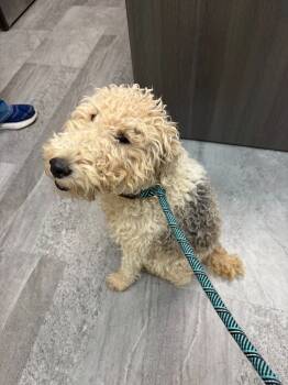 Rescue Poodle and Lakeland Terrier Dogs for Adoption in Portland, Indiana - Cassidy | PetCurious