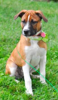 Pumbaa -  Boxer and Hound Dog for Adoption in Mechanicsburg, Pennsylvania - Pumbaa | PetCurious