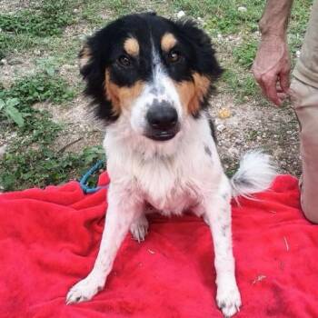 Arlo -  Australian Shepherd and Mixed Breed Dog for Adoption in West Islip, New York - Arlo | PetCurious
